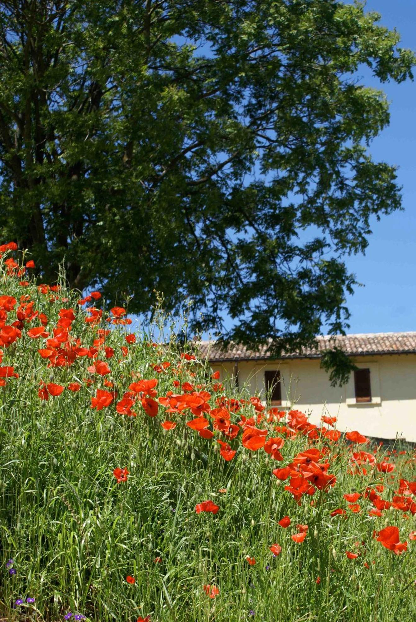 La Perticara Agriturismo Acquasparta Exterior foto
